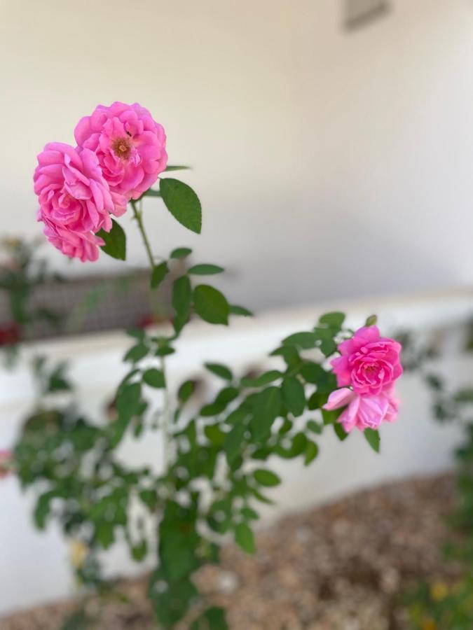 Kihori Nungwi Bed & Breakfast ภายนอก รูปภาพ